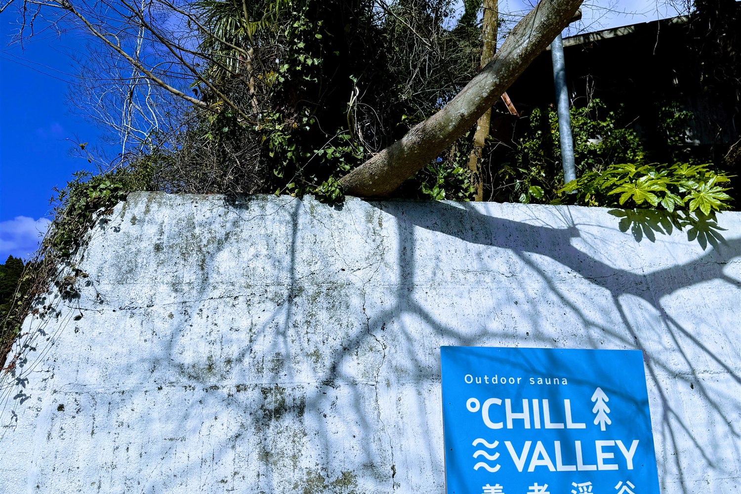 ℃HILL VALLEY 養老渓谷の白い壁に取り付けられた青いロゴ看板と、足元に咲く水仙の花