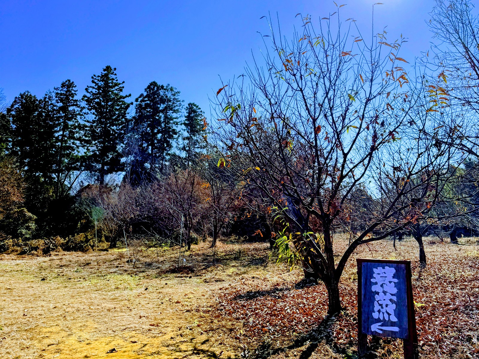 サウナ蓑蒸の敷地。青空の下、林に囲まれた広々とした空間と案内看板